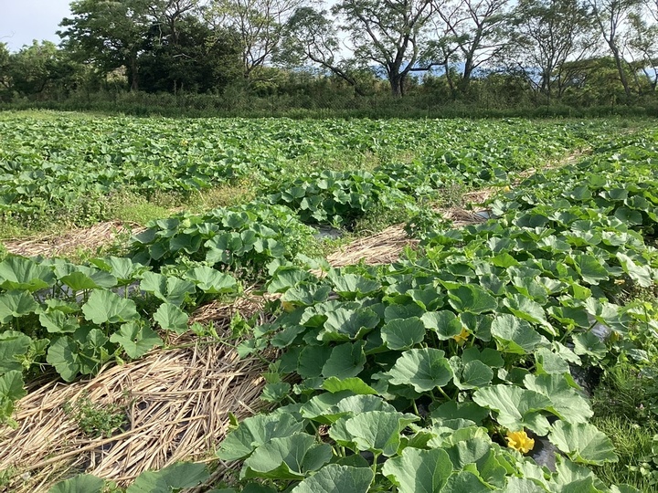 様々な野菜を作りながらの土づくり