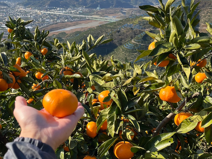 超完熟宮川早生⭐︎屋根かけ越冬みかん 3キロSサイズギフトにも！ 有田