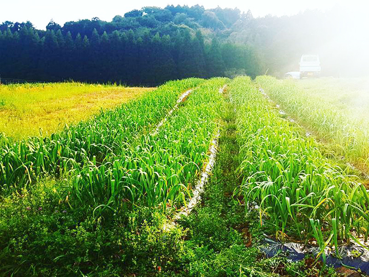 日本一のにんにく卵黄 コロナに勝つ 鉄子の発芽にんにく卵黄 佐賀県産 食べチョク 農家 漁師の産直ネット通販 旬の食材を生産者直送