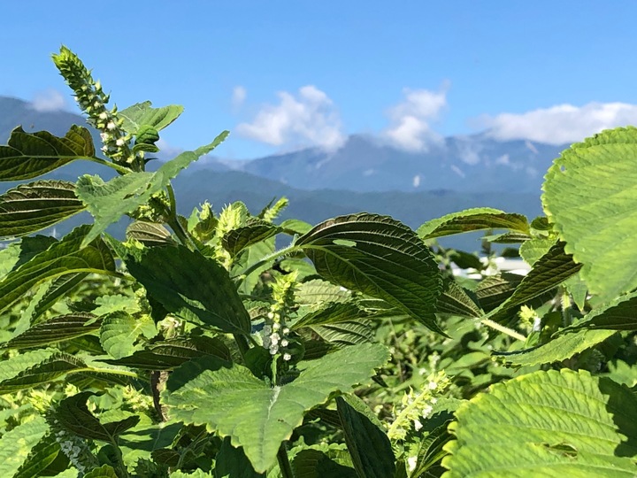 予約販売 11月中旬以降順次発送』山梨県産 えごま油 農薬不使用 無添加 低温圧搾法【金のしずく】 110g 《熨斗 対応》（エゴマオイル 荏胡麻  えごま エゴマ油 オメガ3）：山梨県産の調味料｜食べチョク｜産地直送(産直)お取り寄せ通販 - 農家・漁師から旬の食材を直送