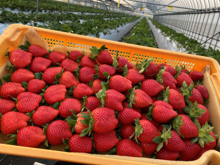 梶原フルーツへのレビュー 商品 福岡県 食べチョク 産地直送 産直 お取り寄せ通販 農家 漁師から旬の食材を直送