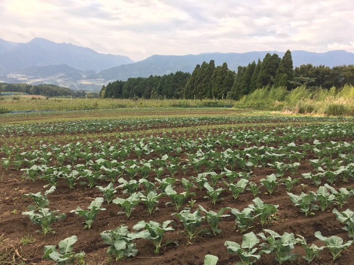 有機JAS認証に基づいた圃場管理
