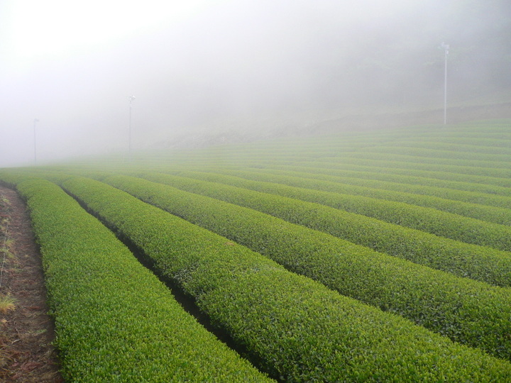 〝天空の茶畑〟が育む香りとうまみのお茶