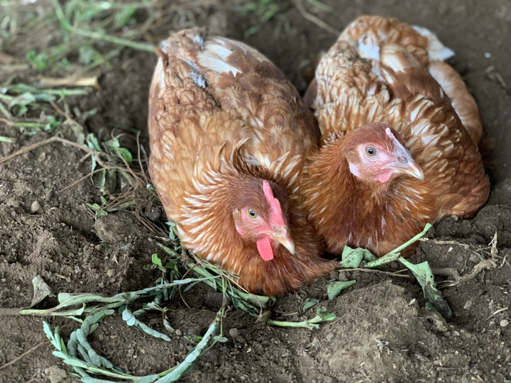 平飼い有精卵24個＊みんな＊しあわせたまご／季節のおすそ分け入り：長崎県産の平飼い｜食べチョク｜産地直送(産直)お取り寄せ通販 -  農家・漁師から旬の食材を直送