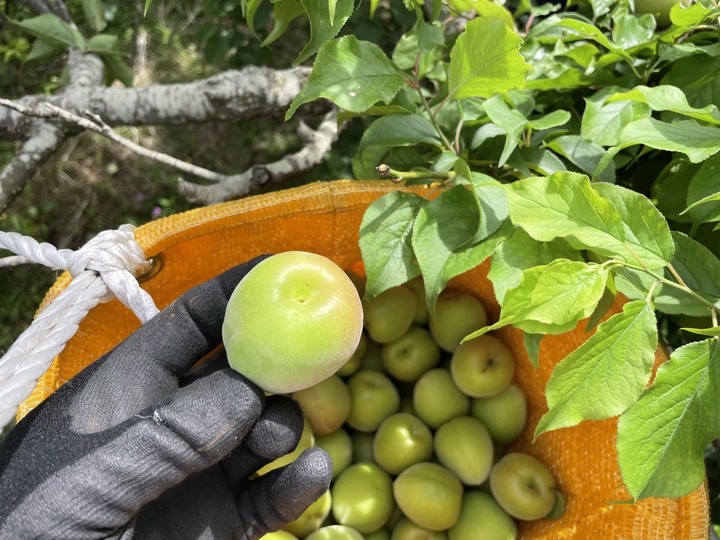 梅の本場【和歌山県産】南高梅「青梅」1kg ✳︎予約販売・５月下旬から順次発送：和歌山県産の南高梅｜食べチョク｜産地直送(産直)お取り寄せ通販 -  農家・漁師から旬の食材を直送