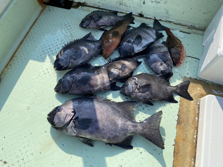 青ナマコ 生きたまま発送 1キロ：和歌山県産のその他水産物｜食べチョク｜産地直送(産直)お取り寄せ通販 - 農家・漁師から旬の食材を直送