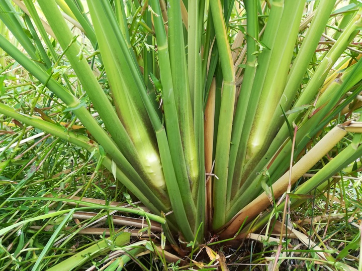 今が旬！今しか食べれない！神聖な植物 マコモダケ(1kg）（まこも、マコモ、マコモタケ、真菰）：静岡県産のマコモダケ｜食べチョク｜産地直送(産直)お取り寄せ通販  - 農家・漁師から旬の食材を直送