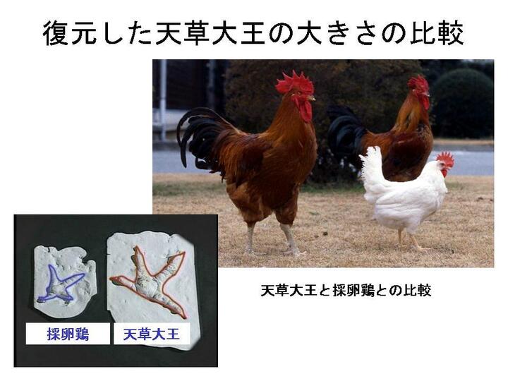 天草大王地鶏 日本最大級のモモムネ （ダブル）：熊本県産のその他鶏肉｜食べチョク｜産地直送(産直)お取り寄せ通販 - 農家・漁師から旬の食材を直送