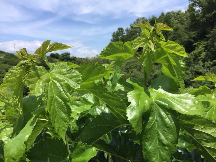 桑の葉茶は不味くない