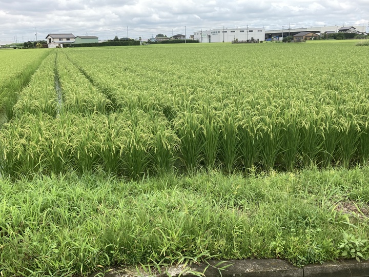 生産者のこだわり