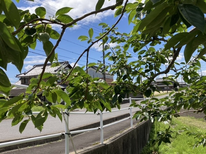 本巣こだわり農園へのレビュー・商品：岐阜県｜食べチョク｜産地直送