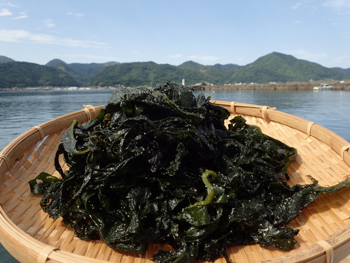 風味抜群 出雲十六島 うっぷるい 産天然塩わかめ 新物１５０ｇ 島根県産 食べチョク 農家 漁師の産直ネット通販 旬の食材を生産者直送