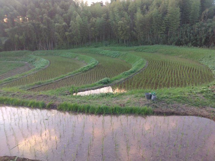 令和7年産　自然栽培米　10kg【旭一号】無農薬無肥料 手植え 手刈り 掛け干し 完売御礼】令和7年産＜旭一号＞無農薬・無化学肥料・冬期湛水・ハザ