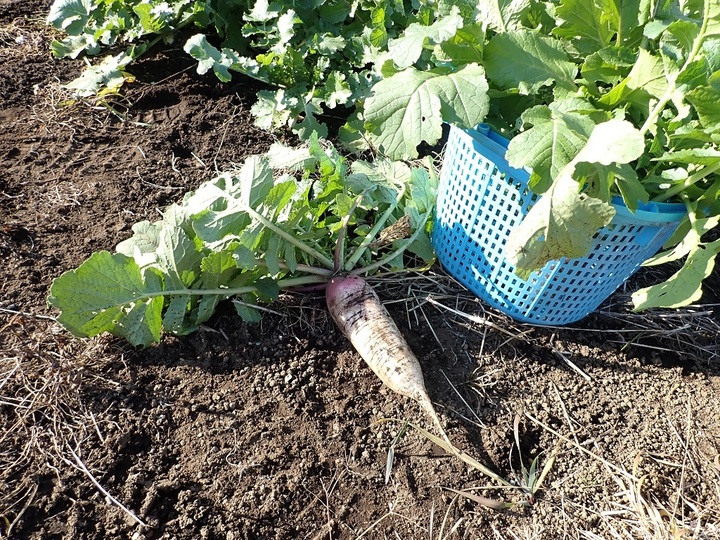 ☆フラクトオリゴ糖たっぷり健康野菜☆ 在来種ヤーコン（1kg超