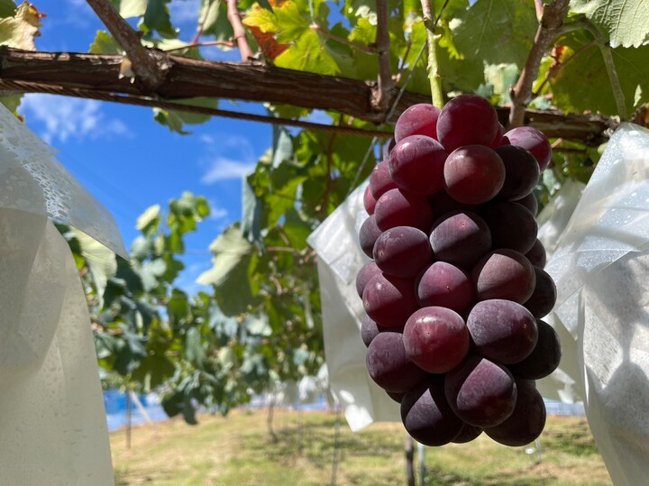 信州産葡萄 クイーンルージュ・シャインマスカット・巨峰・紅信 ☆信州