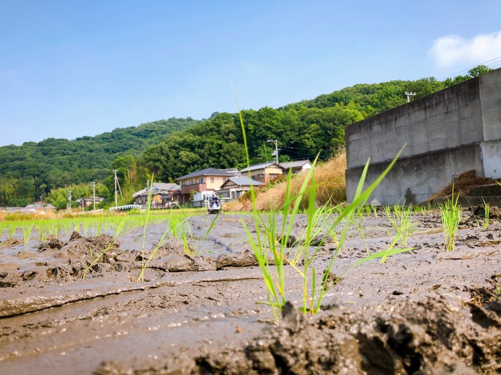 どろんこ農家へのレビュー・商品：香川県｜食べチョク｜産地直送(産直)お取り寄せ通販 - 農家・漁師から旬の食材を直送