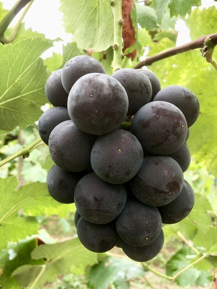 葡萄好き 葡萄好き園主が1番好きな品種！🧑‍🌾オーロラブラック🍇｜食べ