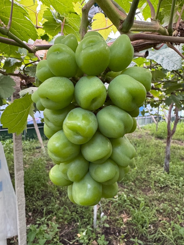 深紅に輝く、新たなるシャインマスカット【富士の輝🍇】｜食べ
