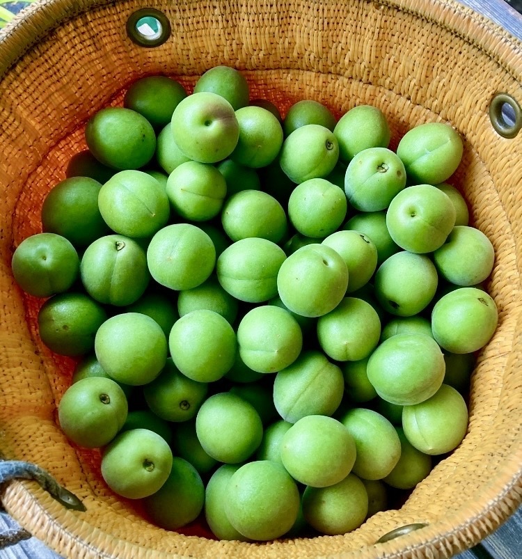 青梅の収穫を続けながら、熟梅の出荷を始めます。｜食べチョク｜産地