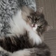 ねこ