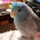 カヨ