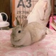 モフィのママ