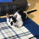 ふうこ