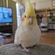 さもとらけ