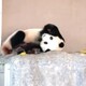 パンダ