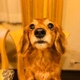 てーこ