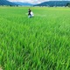 吉村