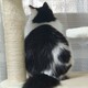 おぱんだ