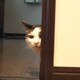 ぺんとら
