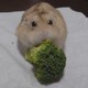 ふぃぎゅ