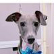 Dobby