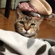 きっこ