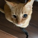 ねこのて