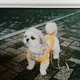 チャピ