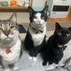 ノワール
