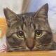 あおきゆーこ