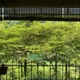 Hayashi