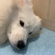 てんちゃ