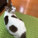 Chieko