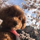マロン