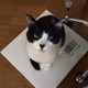 ねこにゃんのしもべ