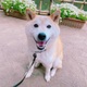 よしえ