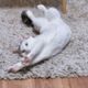 コハク
