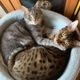 モモカママ