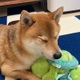 ひなた
