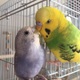 チバっち